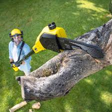 Best Tree Health Inspection  in Kent Estates, IA