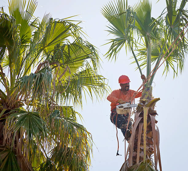 Kent Estates, IA Tree Care Services Company