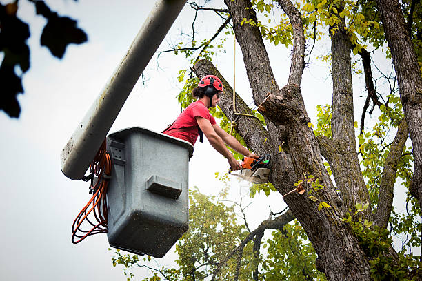 Best Fruit Tree Pruning  in Kent Estates, IA